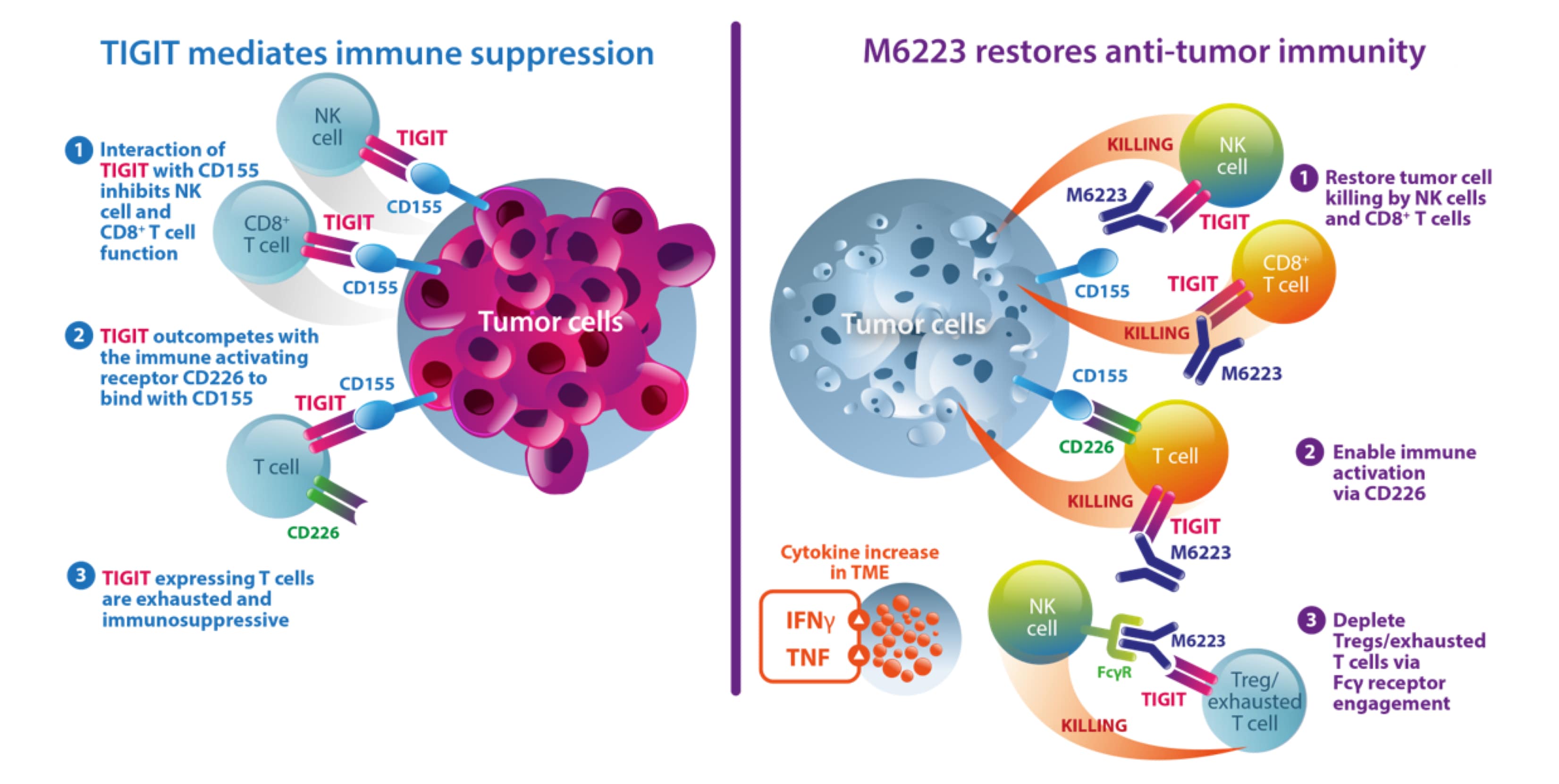 /content/dam/web/healthcare-hcp/oncology-hub/Article - TIGIT Targeting.png