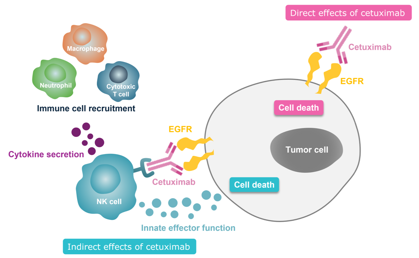 /content/dam/web/healthcare-hcp/oncology-hub/Cetuximab-fig.png